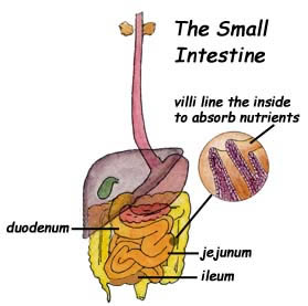 ileumsmallintestineimage